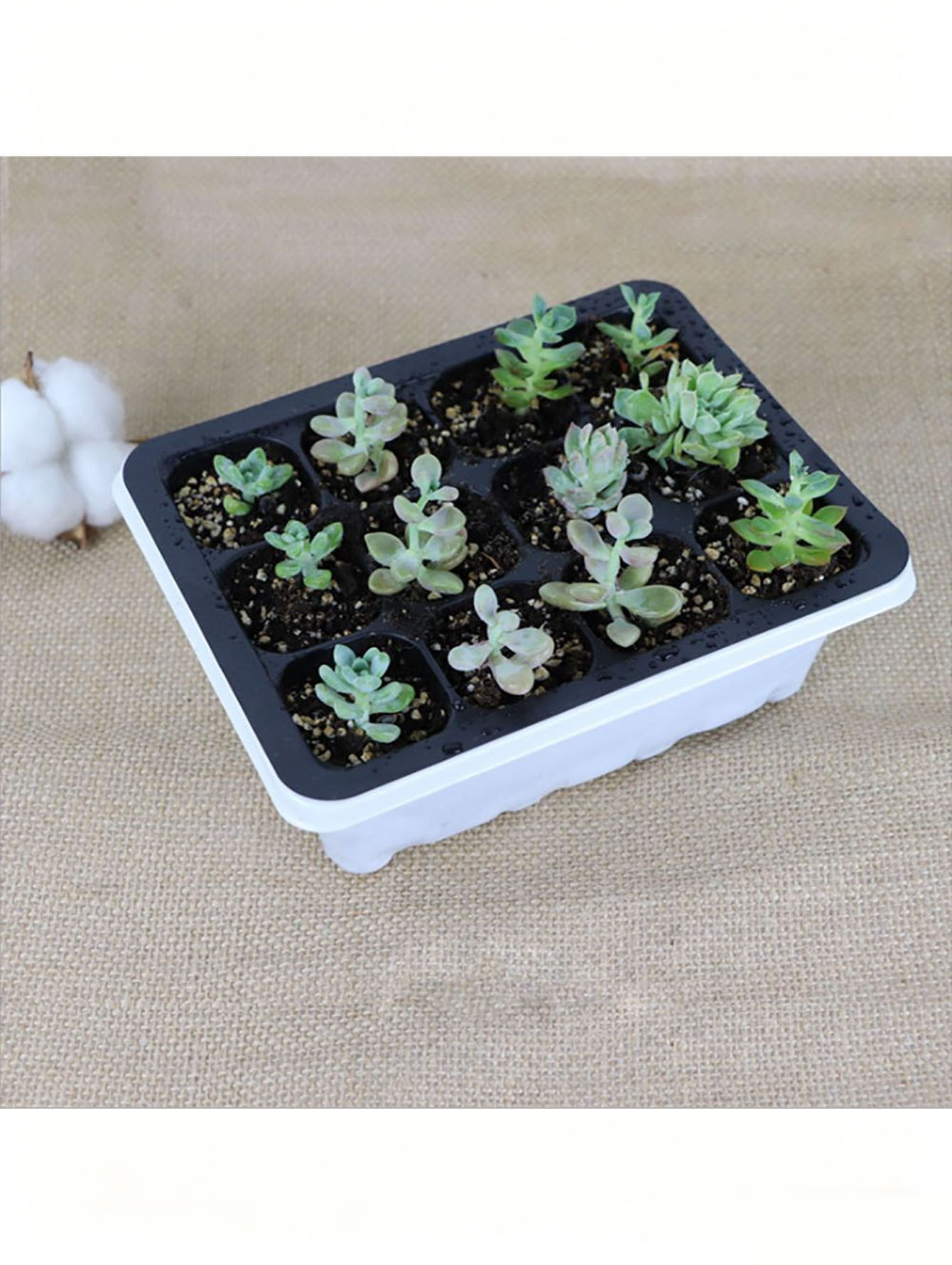 1/2개 6/12홀 묘목 트레이, 배수구가 있는 두꺼운 - Seed Starter Tray 리뷰 및 가격